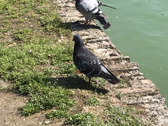 Columba livia domestica