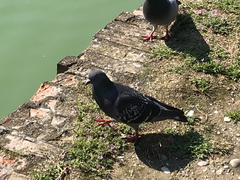 Columba livia domestica