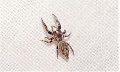 Paraphilaeus daemeli