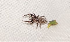 Paraphilaeus daemeli