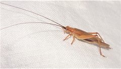Aphonoides