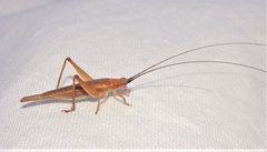 Aphonoides