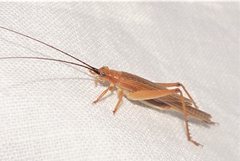 Aphonoides