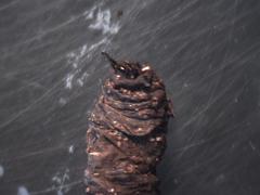 Insecta