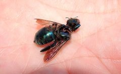 Xylocopa bombylans