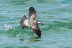 White-Faced Storm-Petrel photo 3