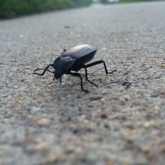 Eleodes suturalis