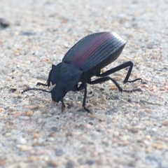 Eleodes suturalis