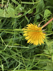 Taraxacum