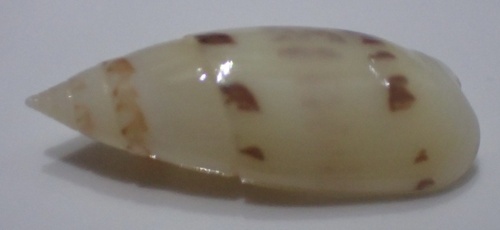 Olivella nivea observed 2024-07-16
