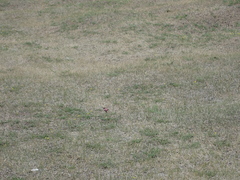 Bryodemella tuberculata
