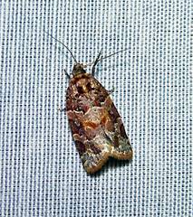 Argyrotaenia floridana