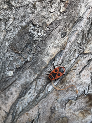 Pyrrhocoris apterus