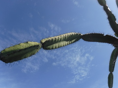 Leptocereus paniculatus