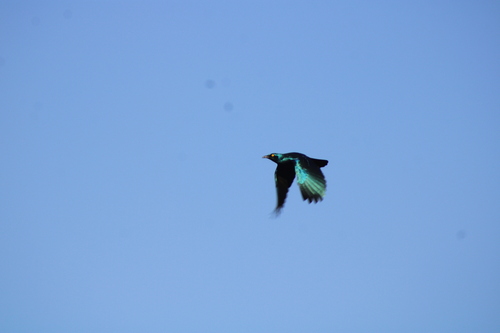 Lesser Blue-eared Starling