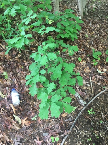 photo of White Oak (Quercus alba)