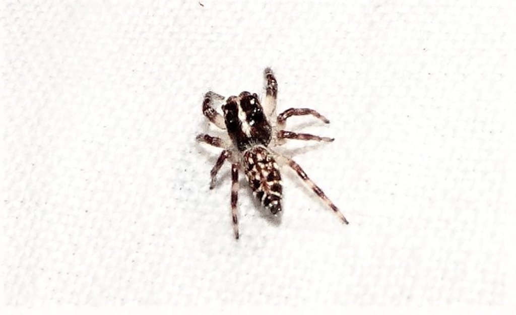 Eyebrowed Sandalodes