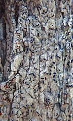 Enterographa pallidella