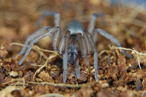 Genus Drassodes · iNaturalist