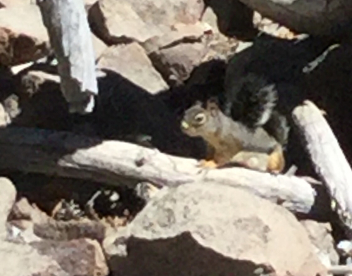iNaturalist observation photo of Douglas's Squirrel