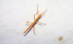 Pachymorpha