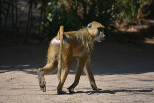 Yellow Baboon, Distrito de Mangochi, Malaui, photo 6 of 10