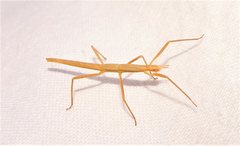 Pachymorpha