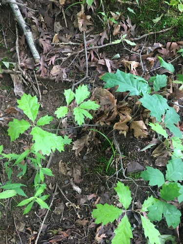 photo of Black Oak (Quercus velutina)