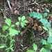 photo of Black Oak (Quercus velutina)