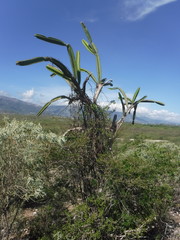 Leptocereus paniculatus