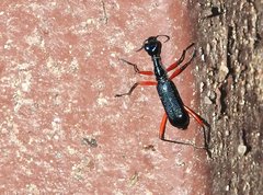Neocollyris bonellii bonellii