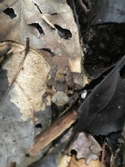 Pristimantis kichwarum