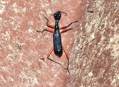 Neocollyris bonellii bonellii