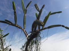 Leptocereus paniculatus