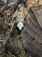 Pristimantis kichwarum