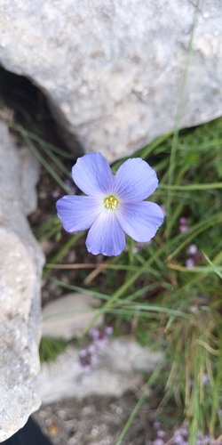 Image of Linum alpinum by no rights reserved