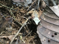 Pristimantis kichwarum