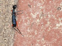 Neocollyris bonellii bonellii