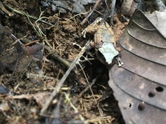 Pristimantis kichwarum