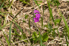 Primula cortusoides