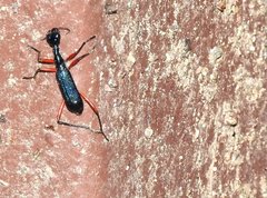 Neocollyris bonellii bonellii
