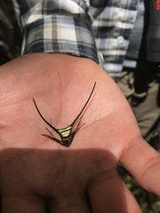 Micrathena cyanospina