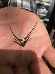 Micrathena cyanospina