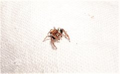 Opisthoncus nigrofemoratus