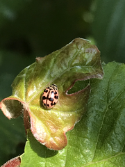 Oenopia conglobata