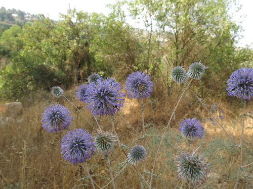 Image of Echinops adenocaulos by (c) Nachman bones, some rights reserved (CC BY)