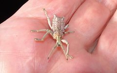 Leptopius setosus