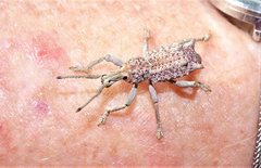 Leptopius setosus