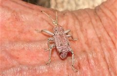 Leptopius setosus