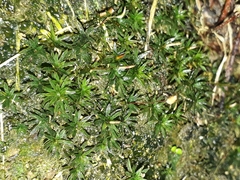 Pogonatum subulatum